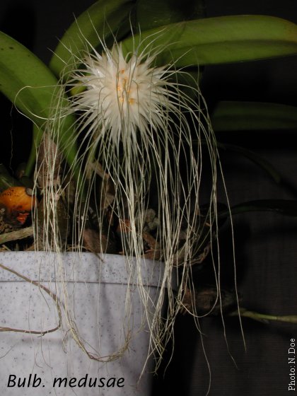 Bulbophyllum medusae