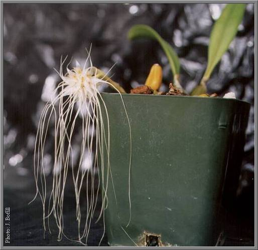 Bulbophyllum medusae