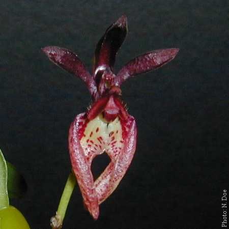 Cirrhopetalum breviscapum 'Malaya'