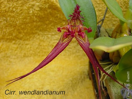 Cirrhopetalum wendlandianum