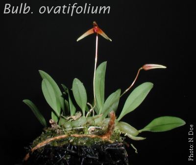 Bulbophyllum ovalifolium